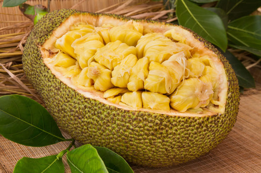 seedless-jackfruit-plants-30cm-blueberry-botanicals