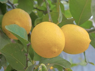 Seedless Lemon 30cm | High Yield | Blueberry Botanicals
