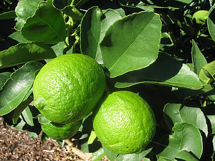 Seedless Lemon 30cm | High Yield | Blueberry Botanicals