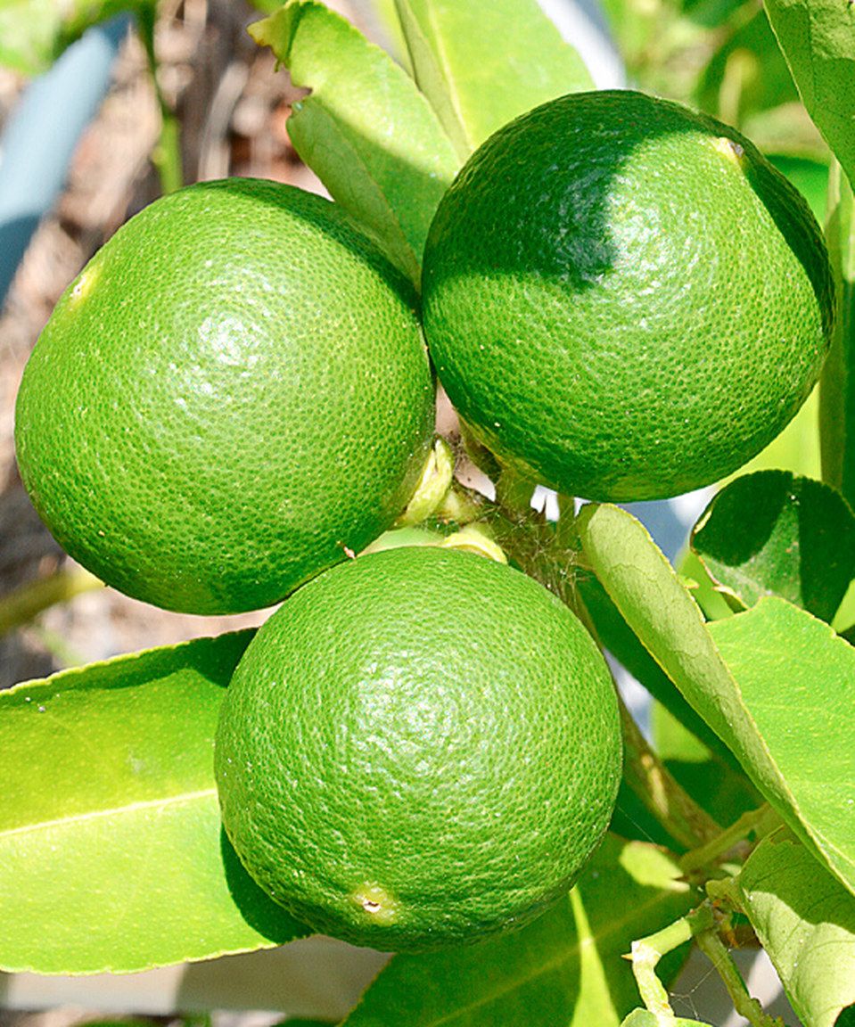 Seedless Lemon 30cm | High Yield | Blueberry Botanicals