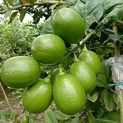 Seedless Lemon 30cm | High Yield | Blueberry Botanicals