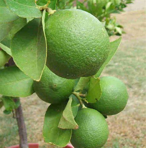 Seedless Lemon 30cm | High Yield | Blueberry Botanicals