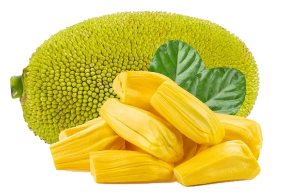Siddu Jackfruit 30cm | High Yield | Blueberry Botanicals