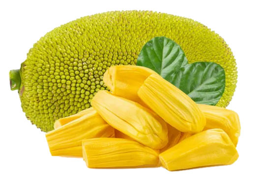 Siddu Jackfruit 30cm | High Yield | Blueberry Botanicals