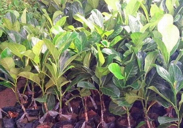 Siddu Jackfruit 30cm | High Yield | Blueberry Botanicals