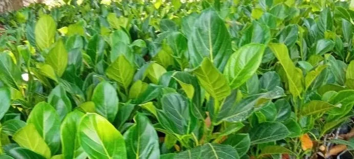 sindhooravarikka-30cm-kerala-variety-blueberry-botanicals