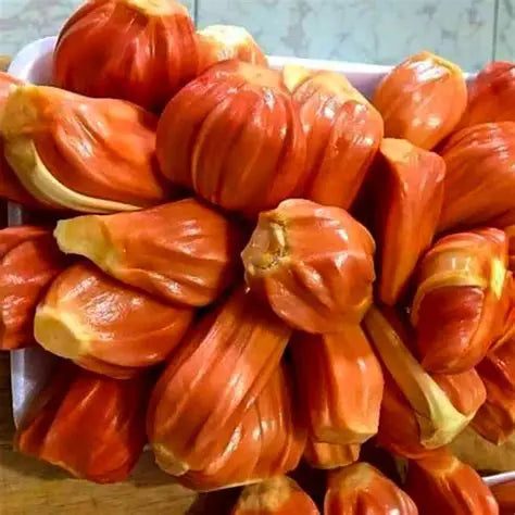 sindhooravarikka-30cm-kerala-variety-blueberry-botanicals