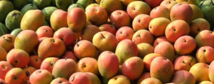 Sindooram Mango 30cm | Kerala Red | Blueberry Botanicals