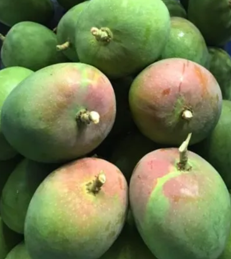 Sindooram Mango 30cm | Kerala Red | Blueberry Botanicals