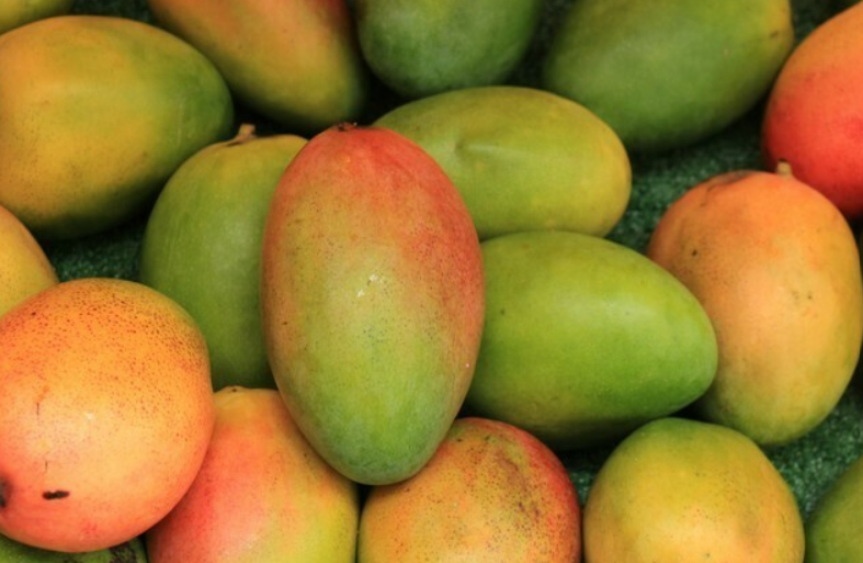 Sindooram Mango 30cm | Kerala Red | Blueberry Botanicals