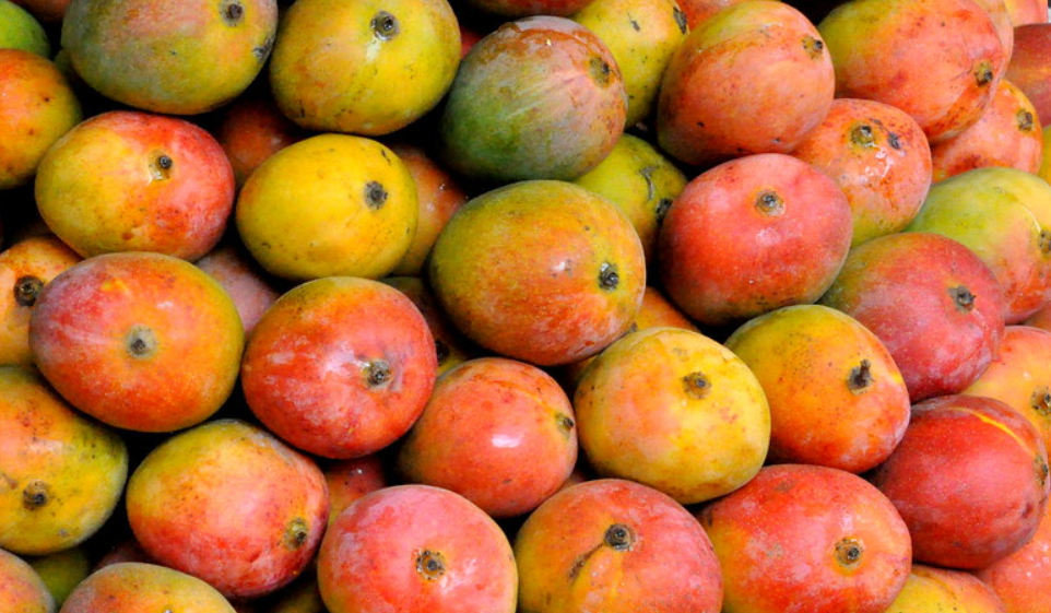 Sindooram Mango 30cm | Kerala Red | Blueberry Botanicals