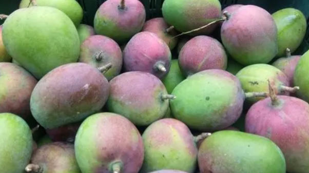 Sindooram Mango 30cm | Kerala Red | Blueberry Botanicals