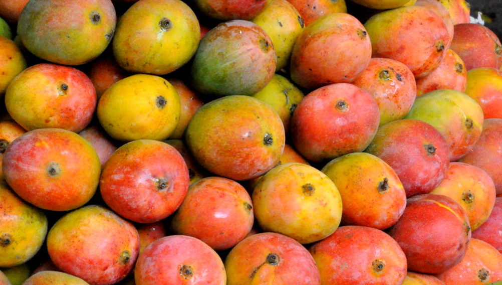 Sindooram Mango 30cm | Kerala Red | Blueberry Botanicals