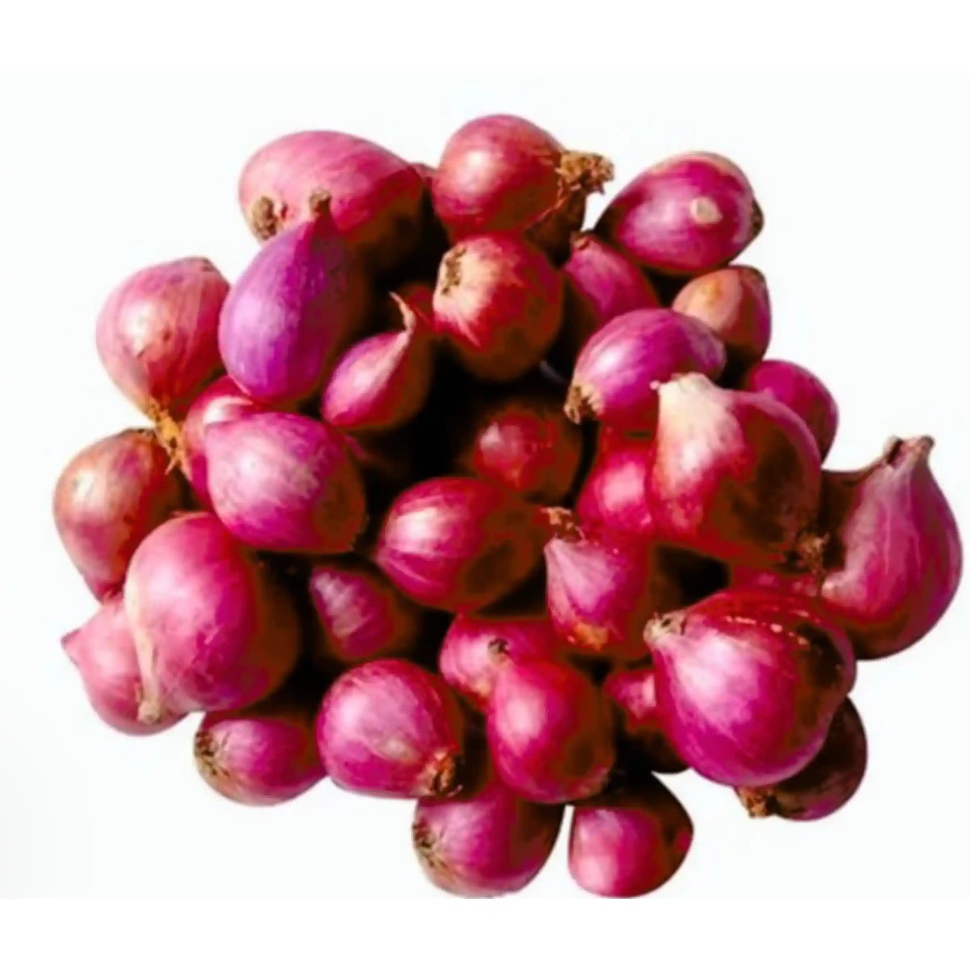 small-onion-seeds-co-variety-gms-pack-shallot-multiplier-blueberry-botanicals
