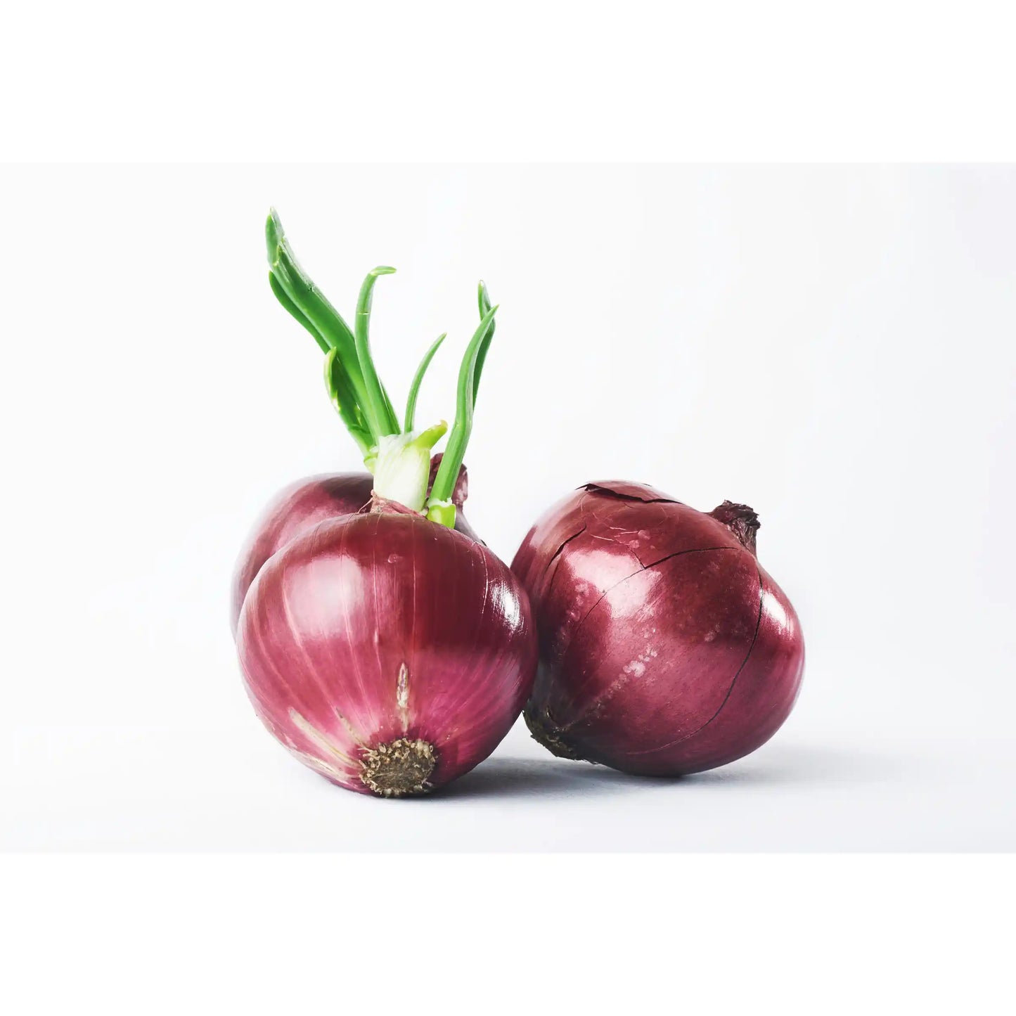 small-onion-seeds-co-variety-gms-pack-shallot-multiplier-blueberry-botanicals