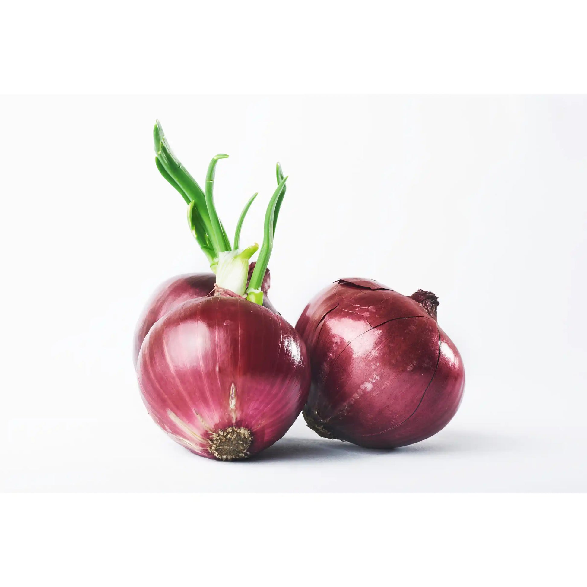 small-onion-seeds-co-variety-gms-pack-shallot-multiplier-blueberry-botanicals