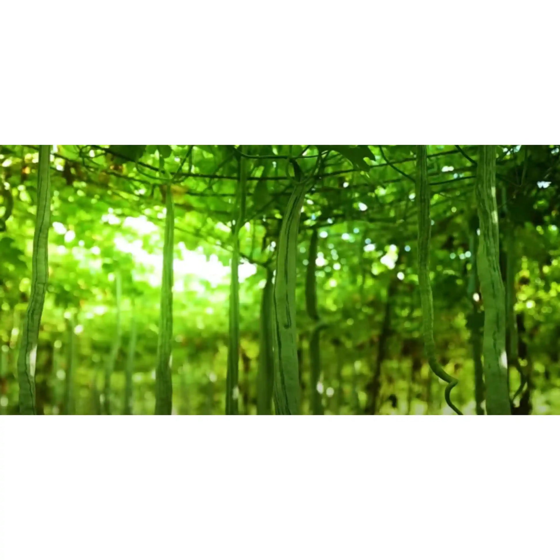 snake-gourd-seeds-30pcs-long-variety-climbing-vine-blueberry-botanicals