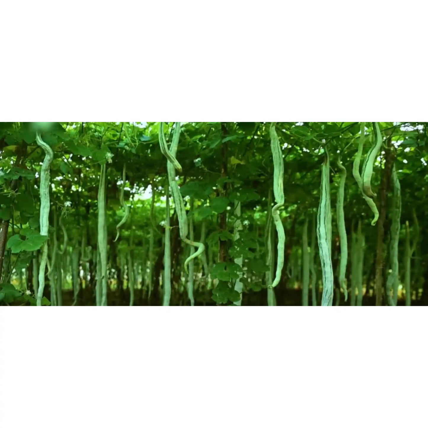 snake-gourd-seeds-30pcs-long-variety-climbing-vine-blueberry-botanicals