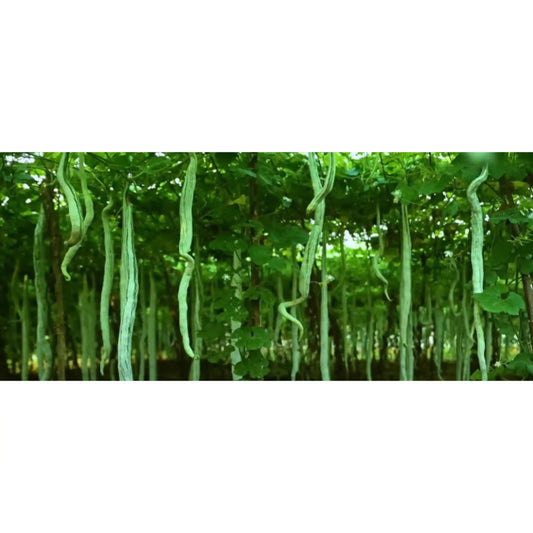 snake-gourd-seeds-30pcs-long-variety-climbing-vine-blueberry-botanicals