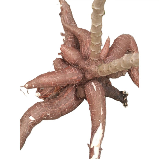 sree-jaya-cassava-stem-cuttings-premium-variety-home-farm-cultivation