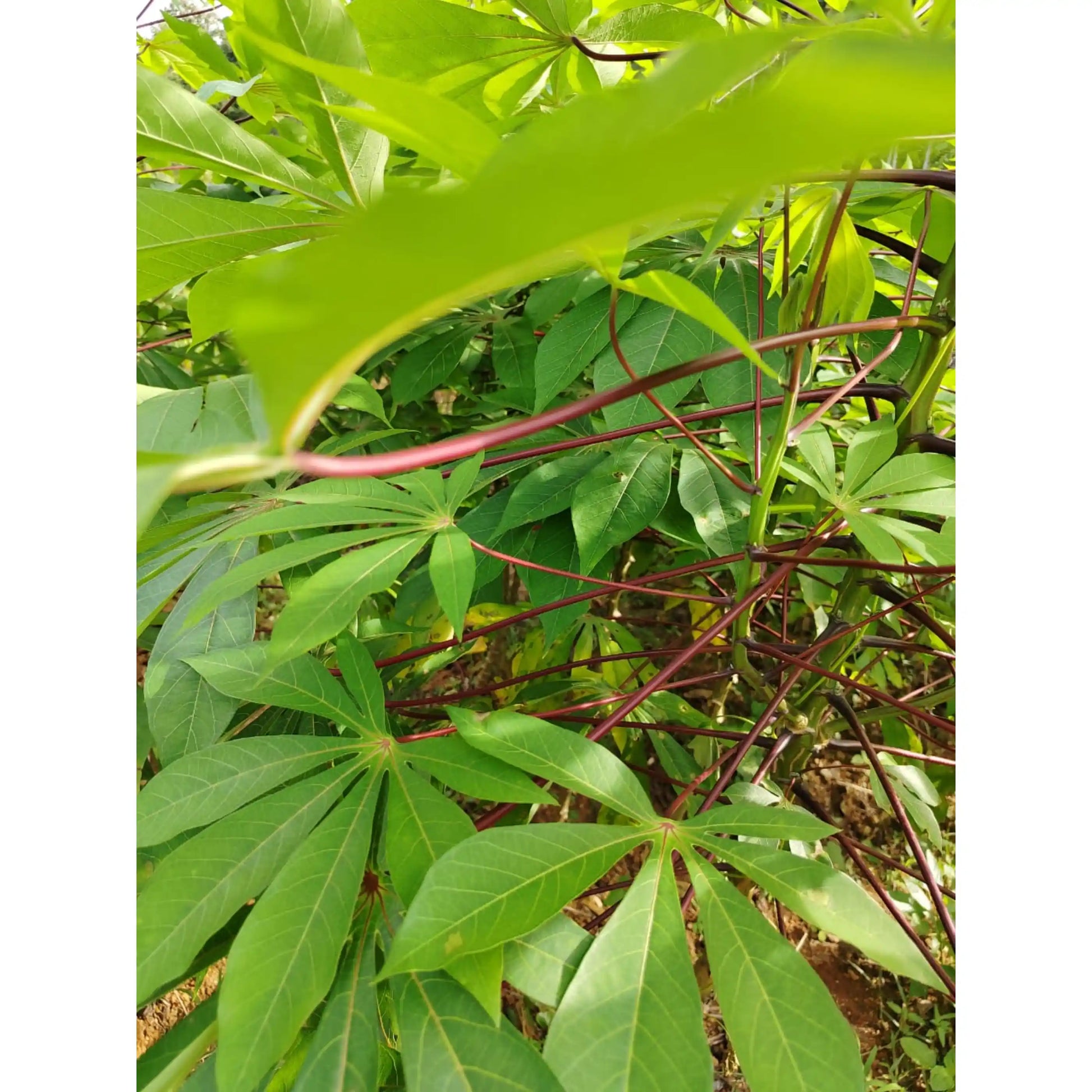 sree-pavithra-cassava-stem-cuttings-premium-variety-home-farm-cultivation