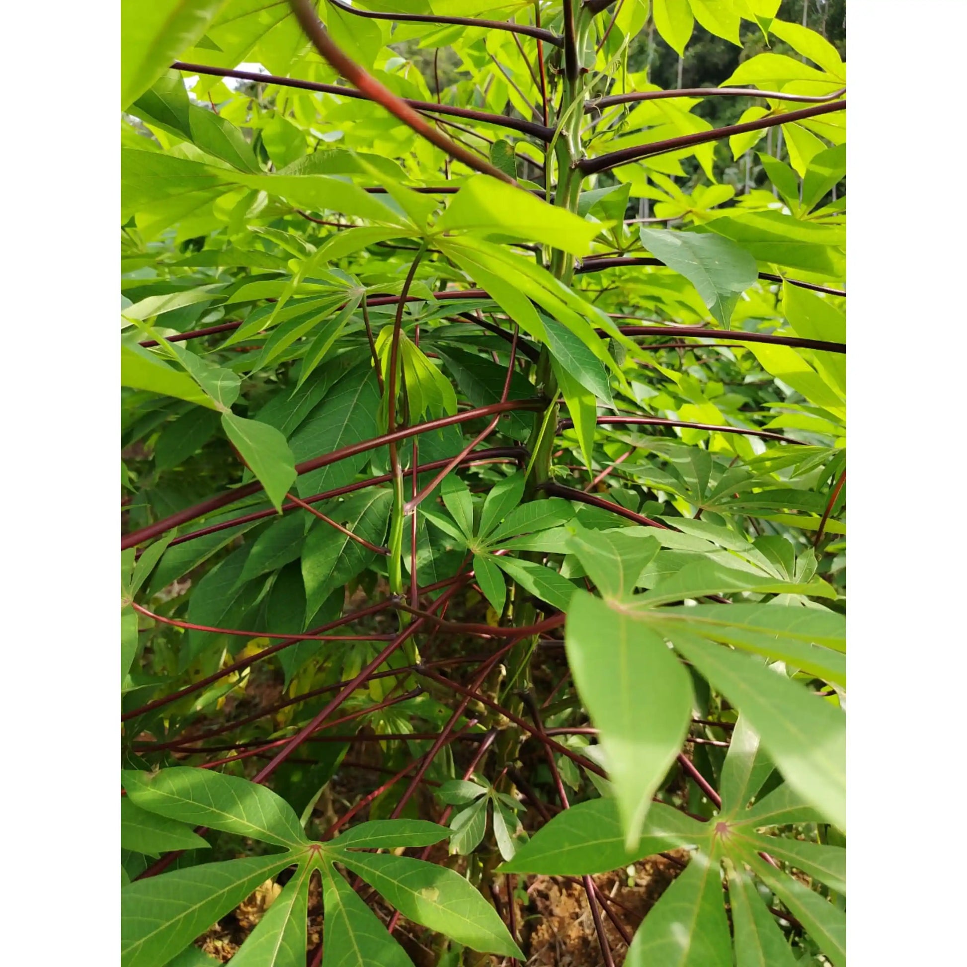 sree-pavithra-cassava-stem-cuttings-premium-variety-home-farm-cultivation