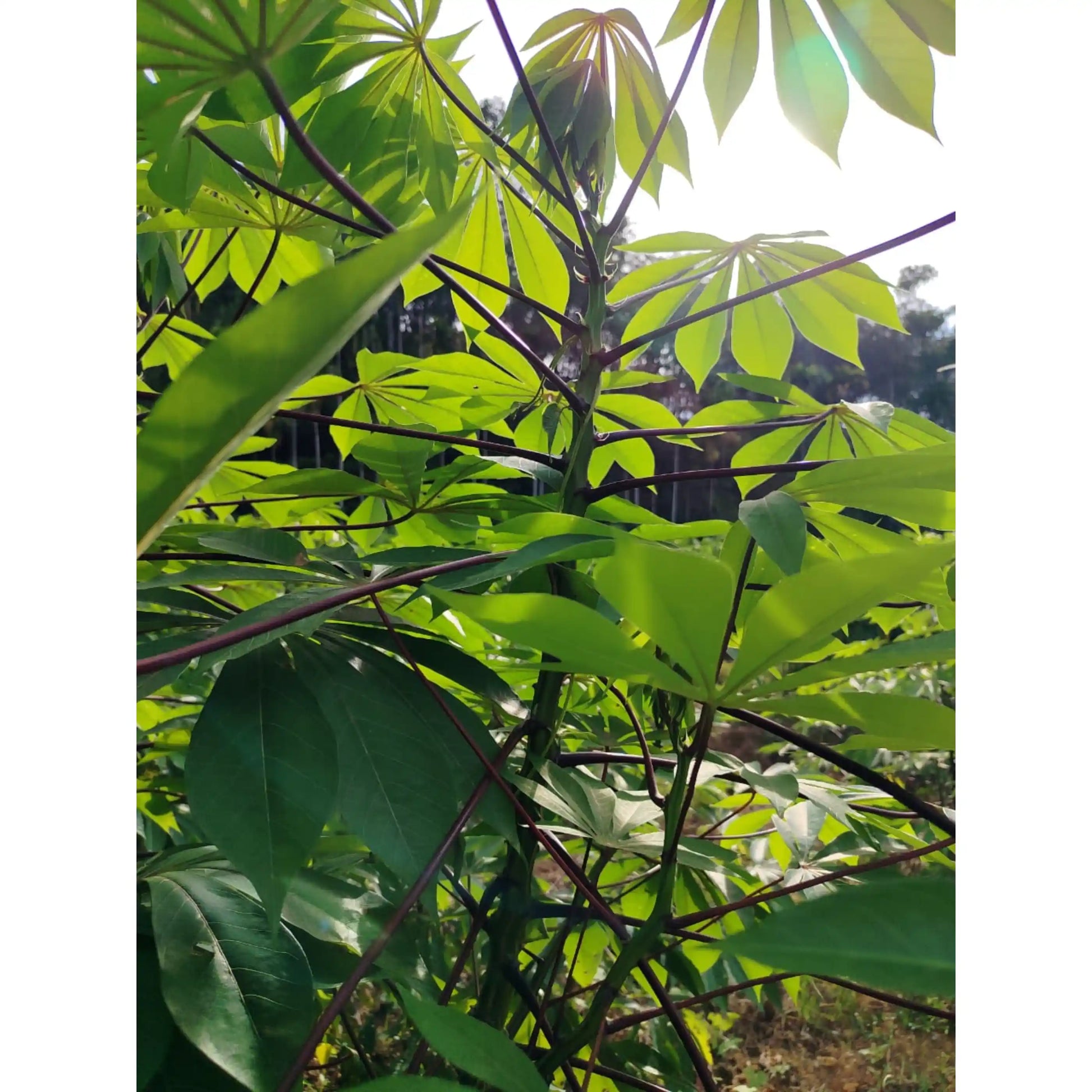 sree-pavithra-cassava-stem-cuttings-premium-variety-home-farm-cultivation