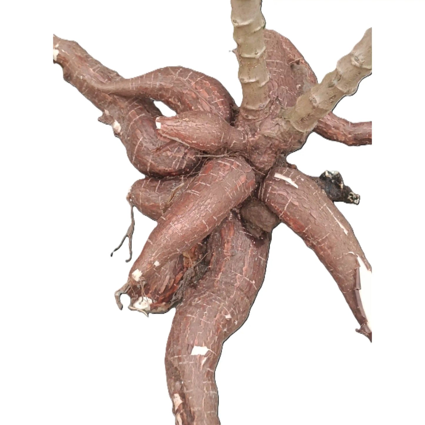 sree-pavithra-cassava-stem-cuttings-premium-variety-home-farm-cultivation