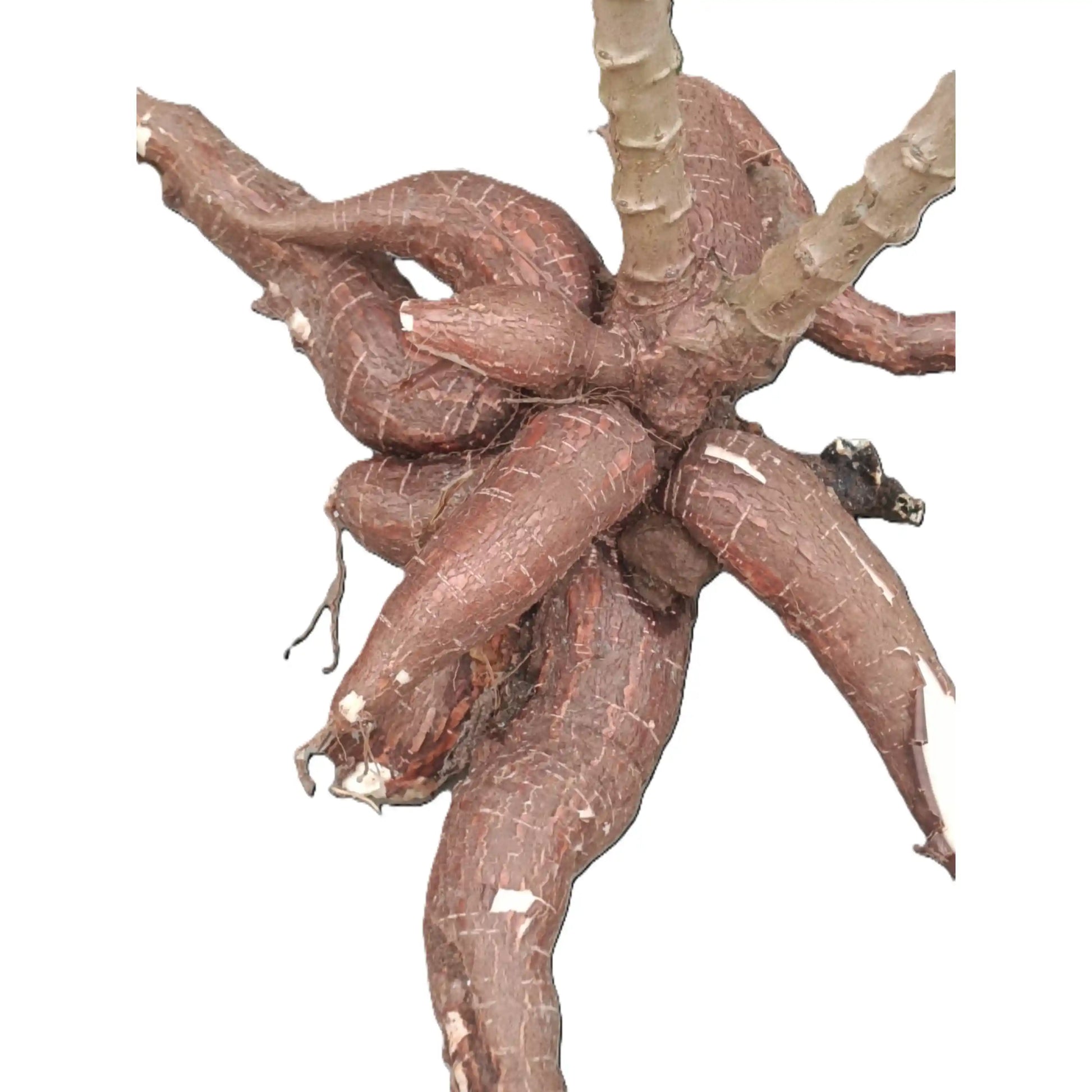 sree-pavithra-cassava-stem-cuttings-premium-variety-home-farm-cultivation