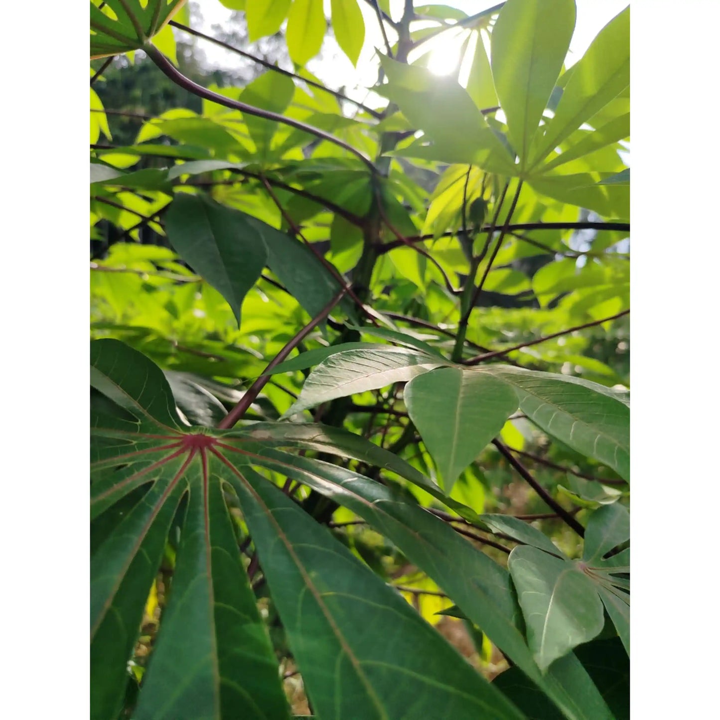 sree-raksha-cassava-stem-cuttings-premium-variety-home-farm-cultivation