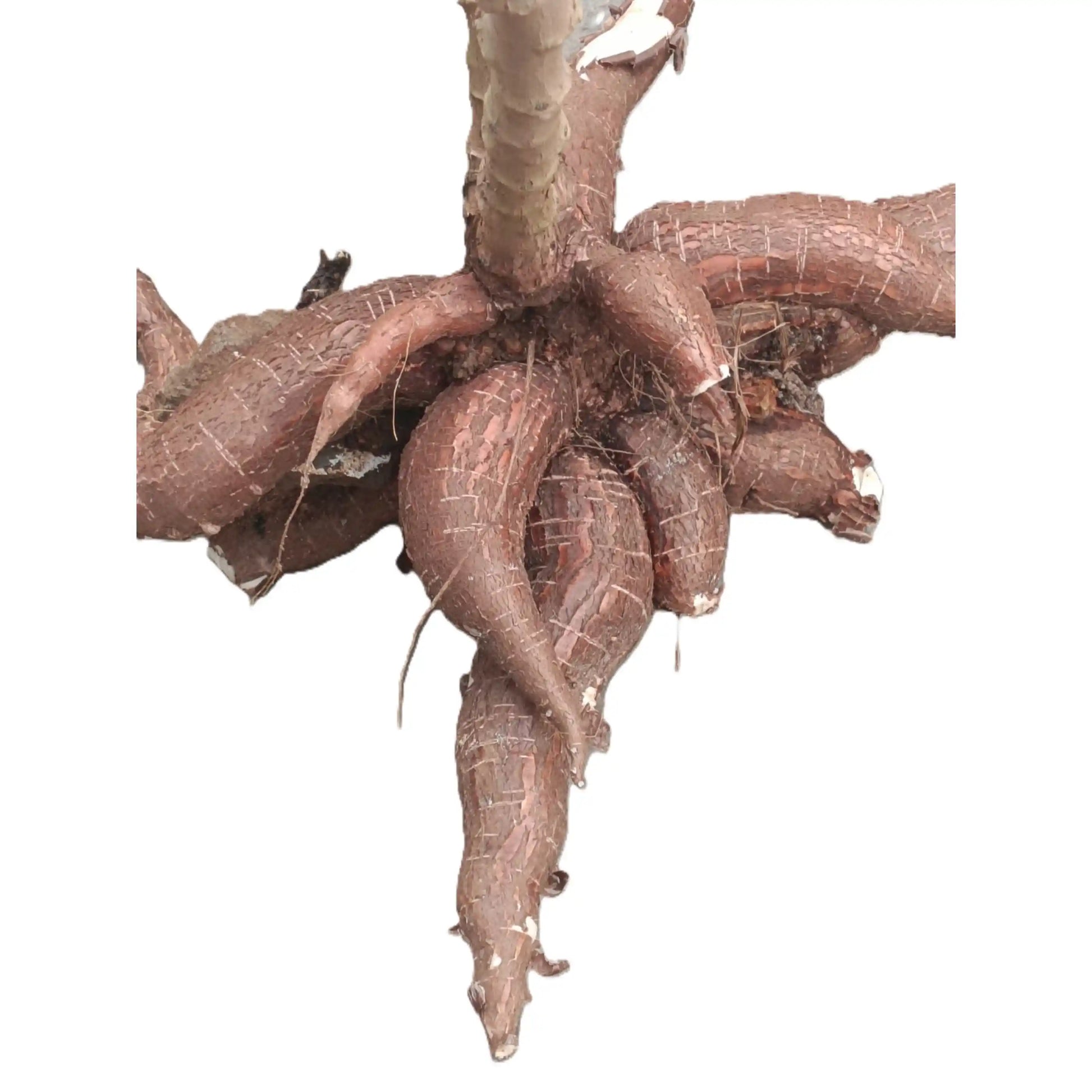 sree-raksha-cassava-stem-cuttings-premium-variety-home-farm-cultivation