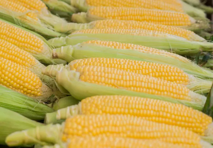 Sweet Corn Seeds 10g - Country Variety High Sugar Content- Blueberry Botanicals