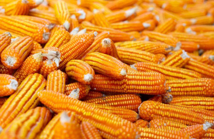 Sweet Corn Seeds 10g - Country Variety High Sugar Content- Blueberry Botanicals