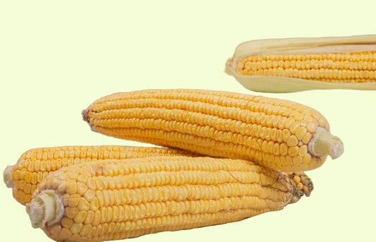 Sweet Corn Seeds 10g - Country Variety High Sugar Content- Blueberry Botanicals