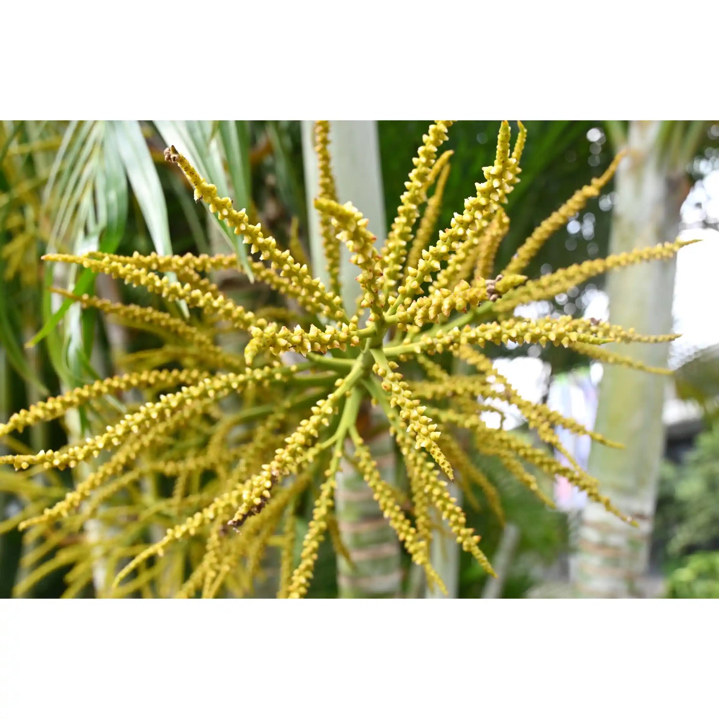 Tenginpookulaadigudam – 450 Gms.-Ayurvedic Lehyam for Postnatal Recovery, Back Pain & Vata Disorders