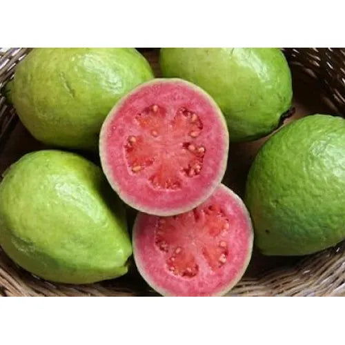 Thai Red Guava 30cm | Hardy Zone | Blueberry Botanicals