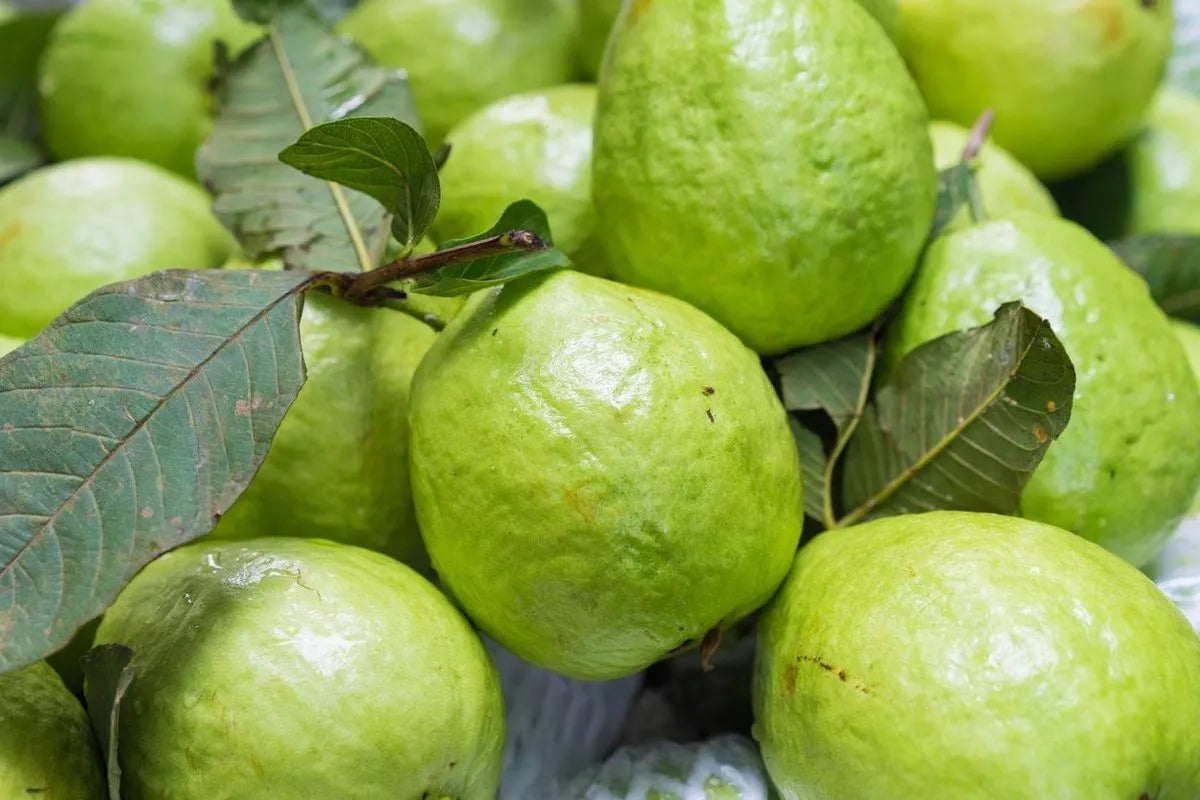 Thai Red Guava 30cm | Hardy Zone | Blueberry Botanicals