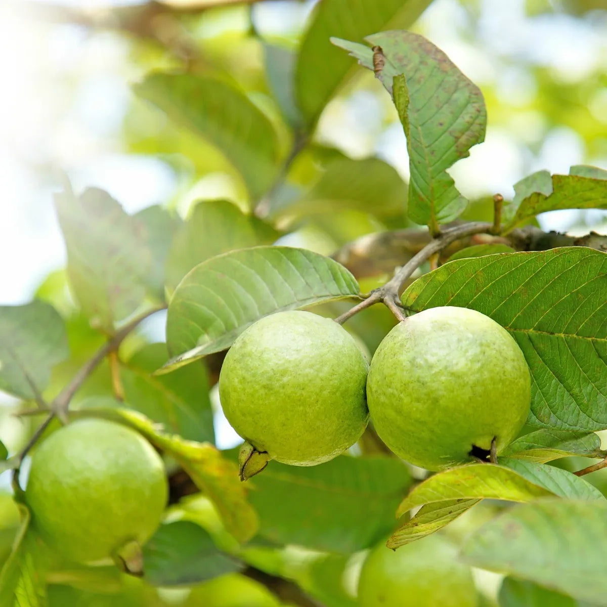 Thai Red Guava 30cm | Hardy Zone | Blueberry Botanicals