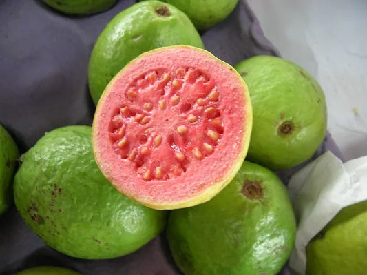 Thai Red Guava 30cm | Hardy Zone | Blueberry Botanicals