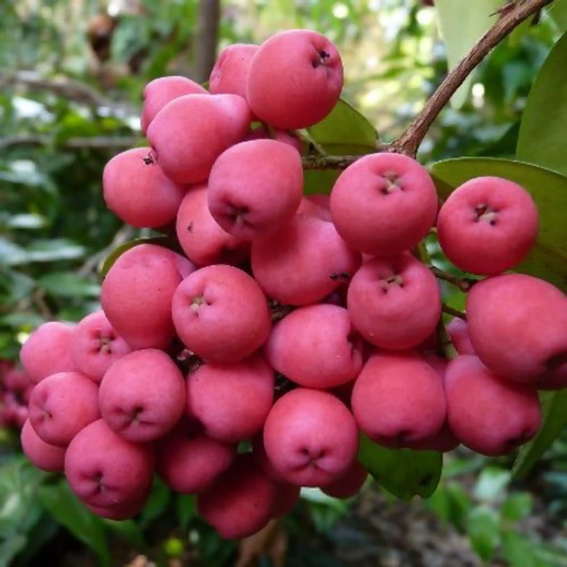 thai-rose-apple-30cm-syzygium-jambos-blueberry-botanicals