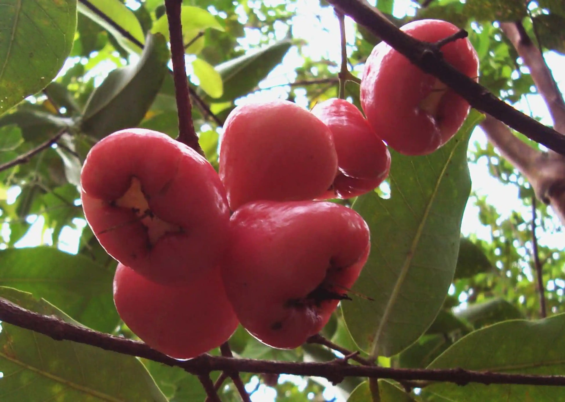 thai-rose-apple-30cm-syzygium-jambos-blueberry-botanicals