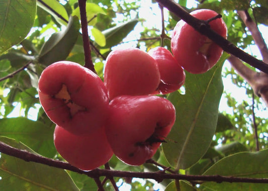 thai-rose-apple-30cm-syzygium-jambos-blueberry-botanicals