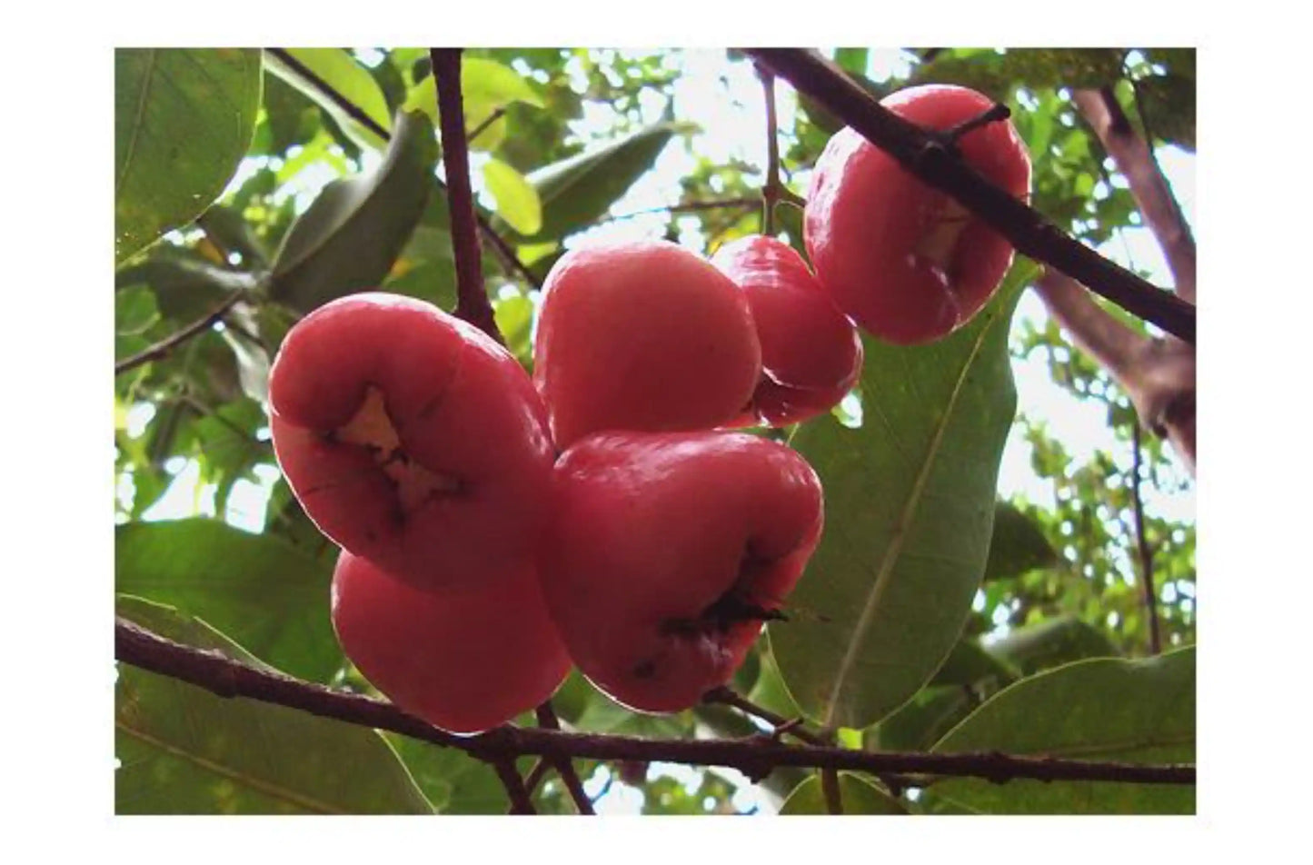 thai-rose-apple-30cm-syzygium-jambos-blueberry-botanicals