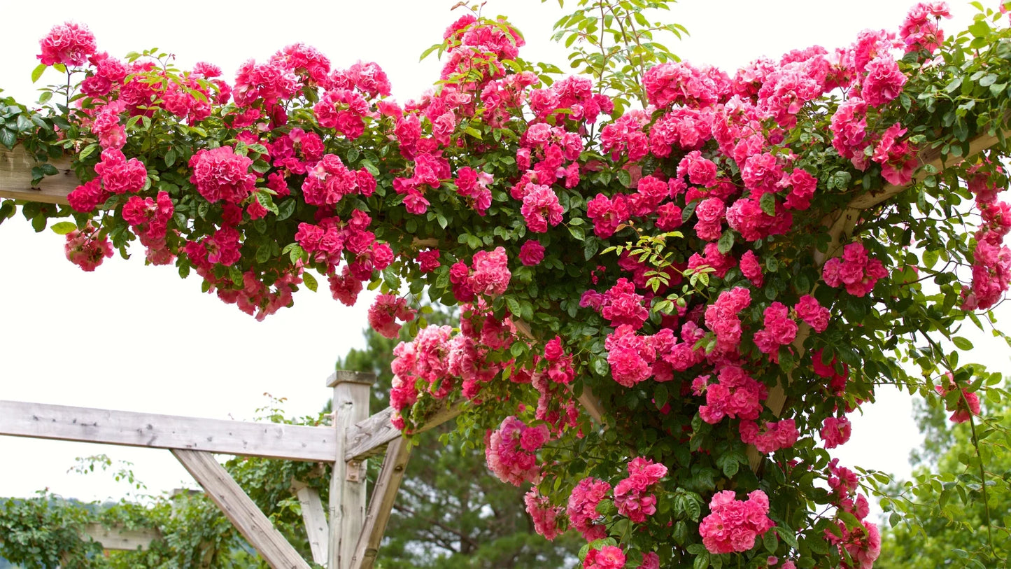 Climbing Rose Seeds 100g Rosa Chinensis Fragrant Flowers India