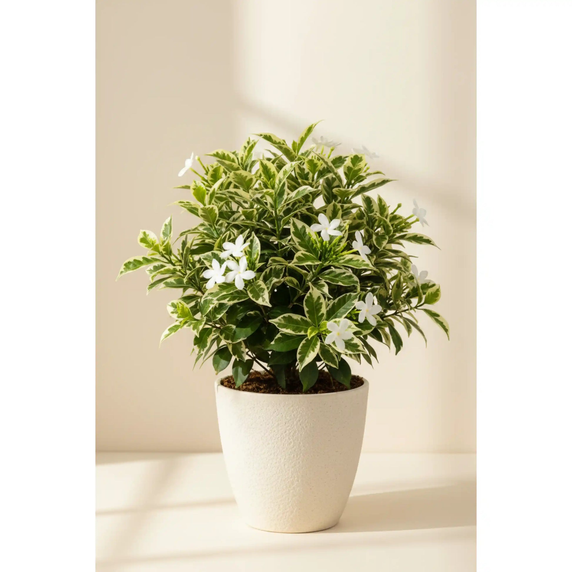vellakonna-variegated-plant-wrightia-antidysenterica-variegated-pala-indigo