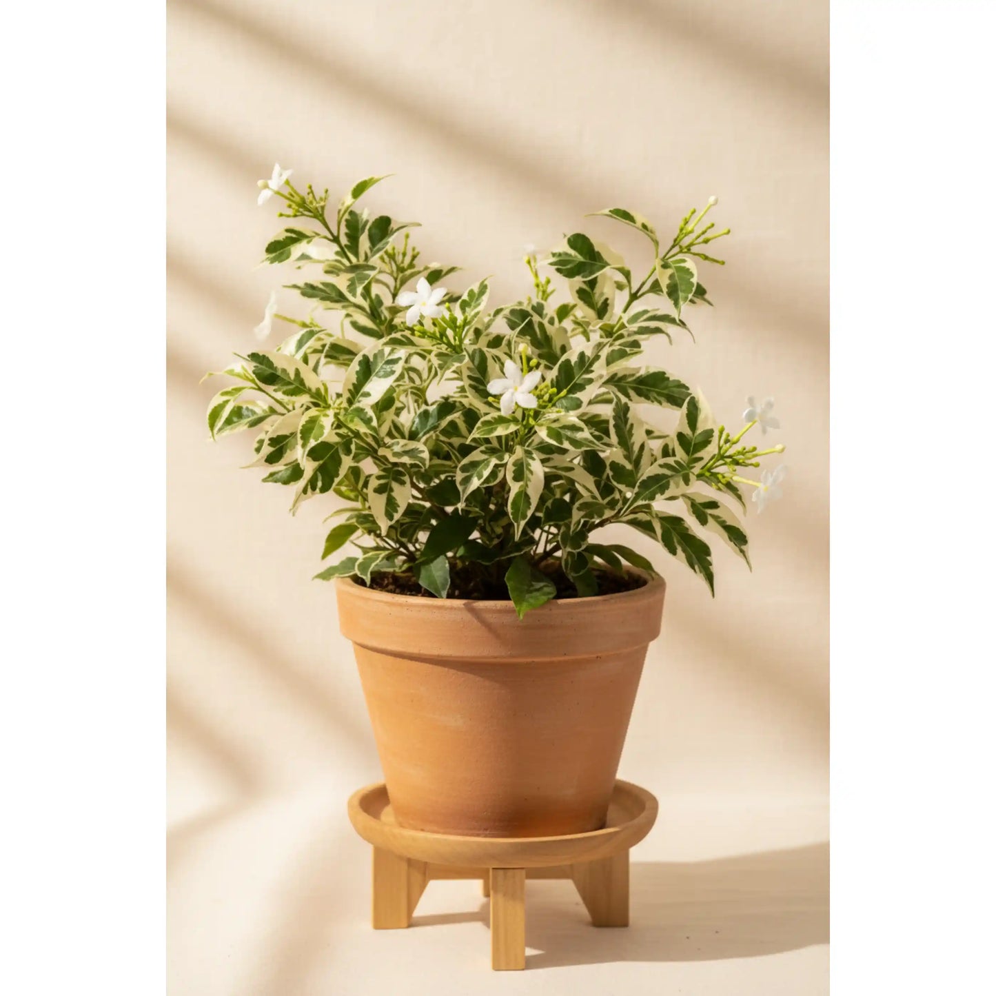 vellakonna-variegated-plant-wrightia-antidysenterica-variegated-pala-indigo