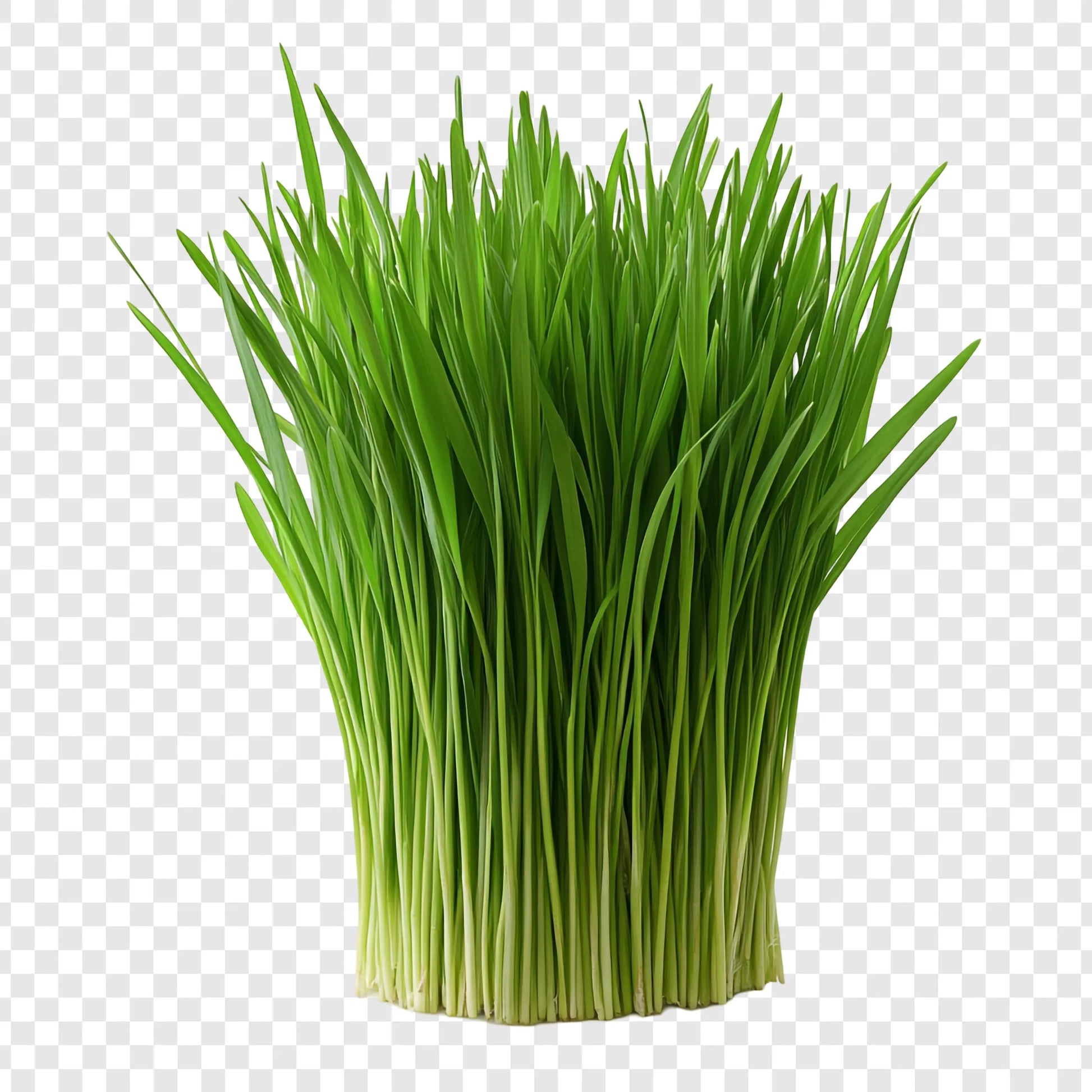 Vetiver Oil 1L - Premium Chrysopogon Zizanioides Pure Essential Oil