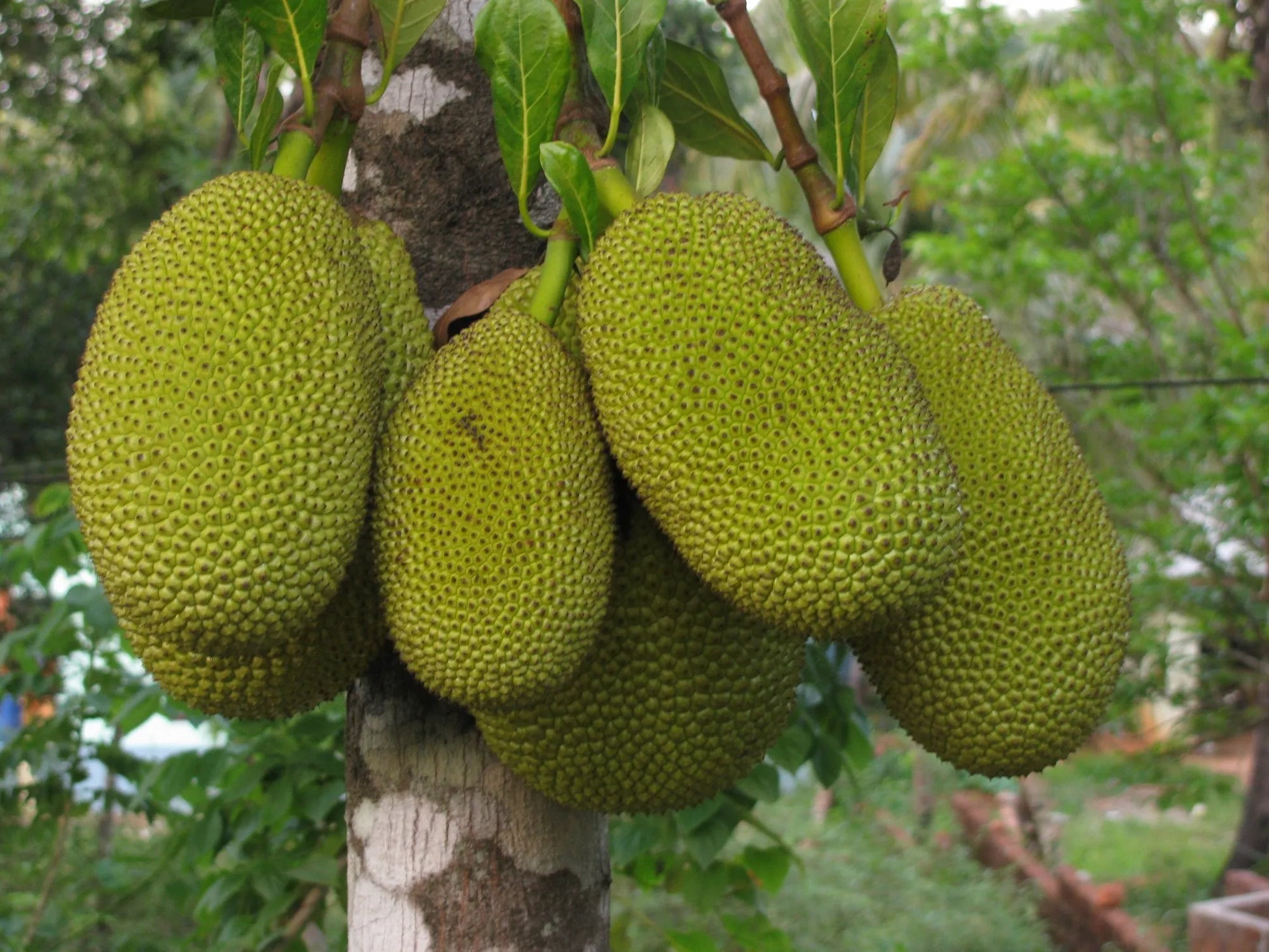 Vietnam Jackfruit 30cm | Fast Fruiting | Blueberry Botanicals