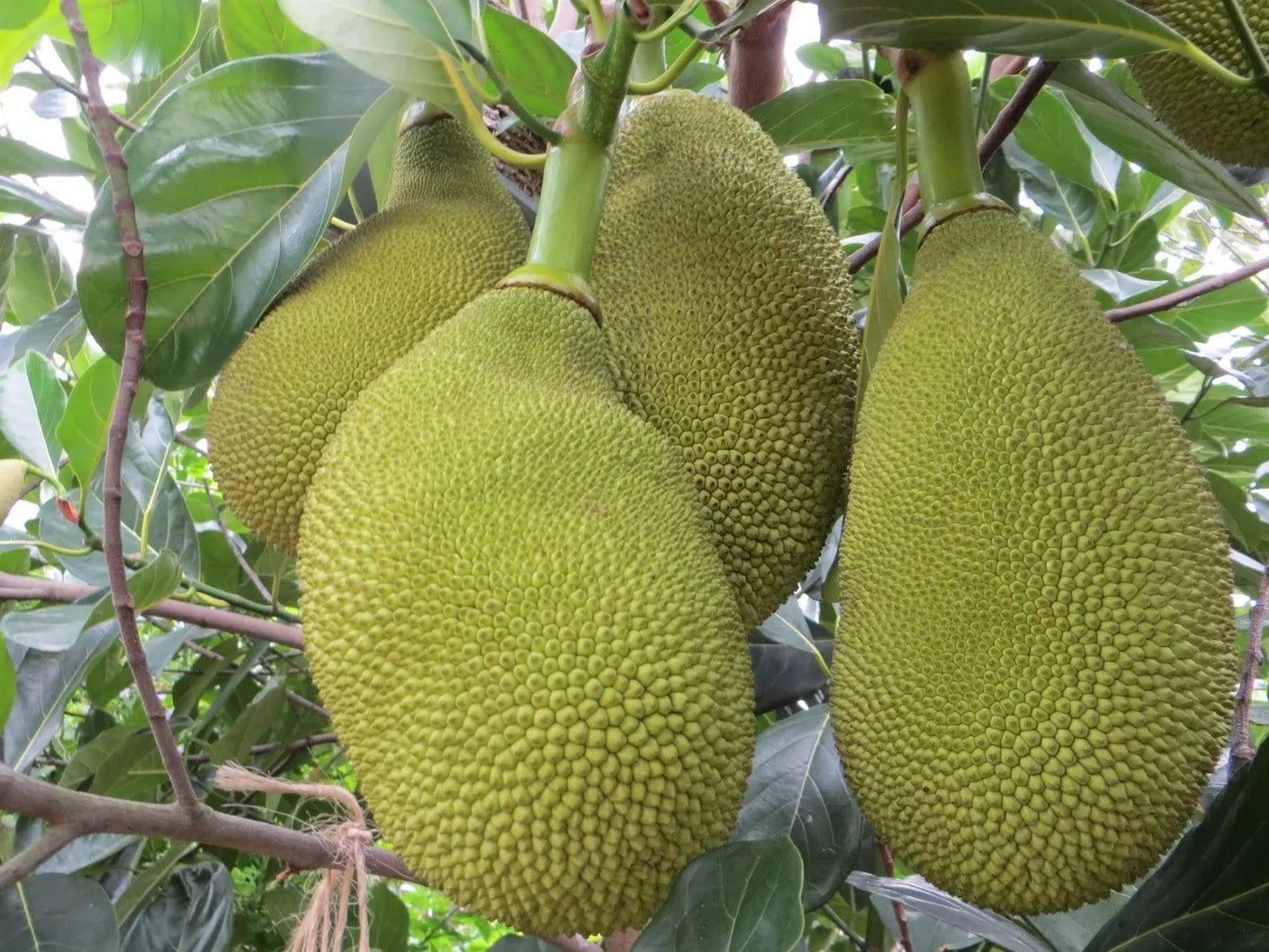 Vietnam Jackfruit 30cm | Fast Fruiting | Blueberry Botanicals