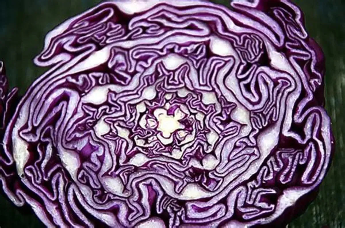 violet-cabbage-seeds-home-gardening-blueberry-india